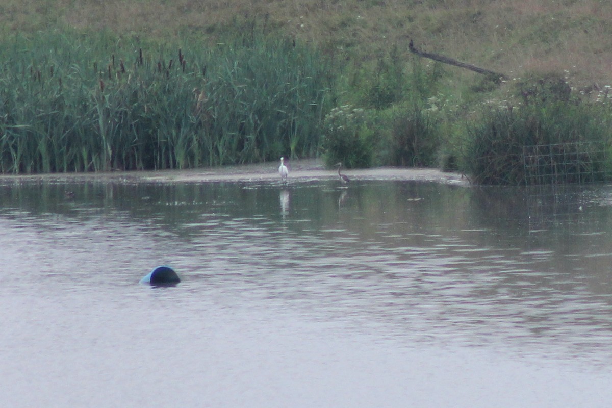 Tricolored Heron - ML358969921