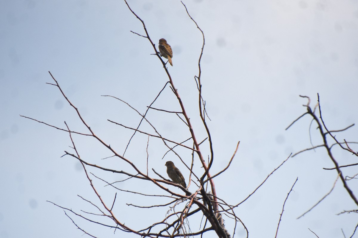 House Sparrow - ML358972101