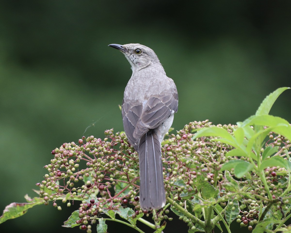 Northern Mockingbird - ML358972691