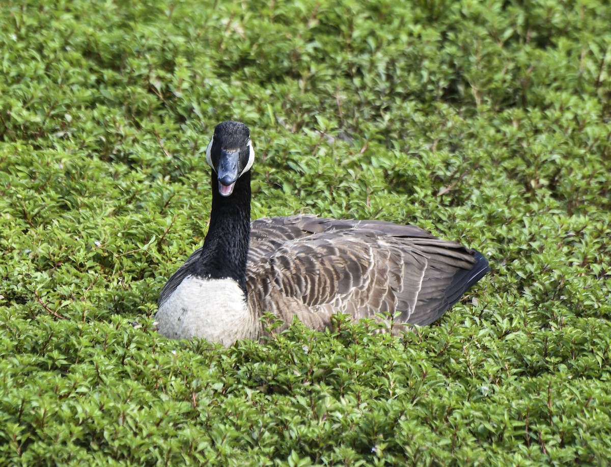 Canada Goose - Tom and Janet Kuehl