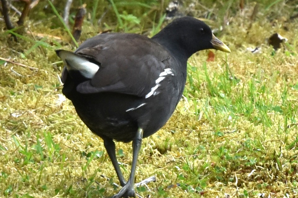 Eurasian Moorhen - Blair Whyte