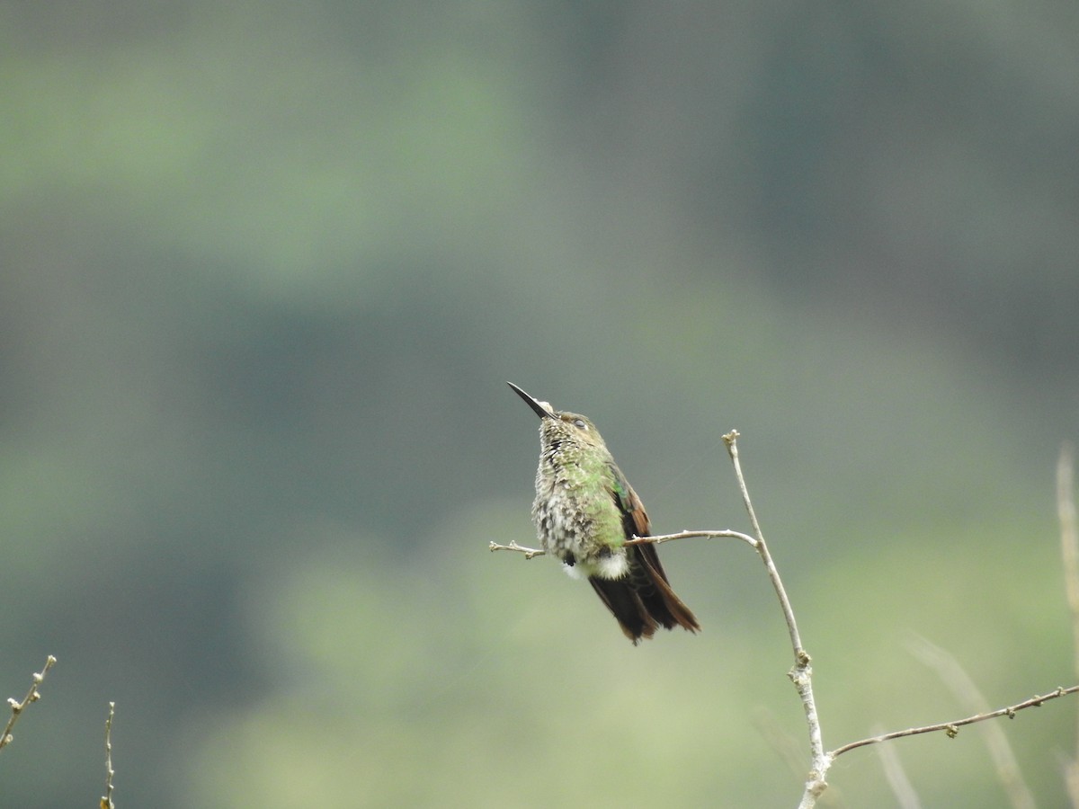 kolibřík šupinkatý - ML358975361
