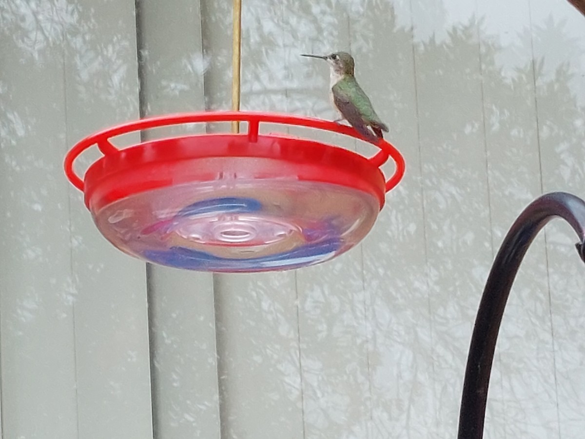 Calliope Hummingbird - ML358976701