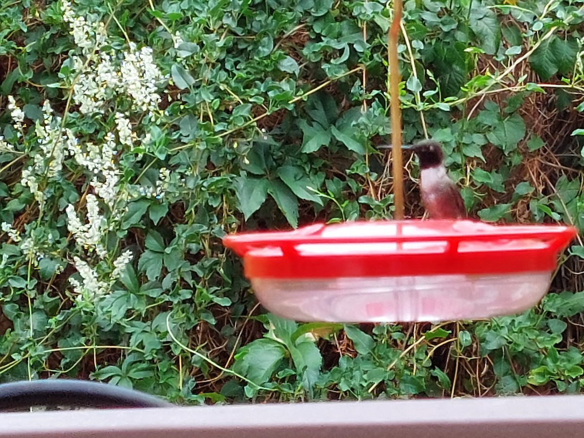 Black-chinned Hummingbird - Ron Lambeth