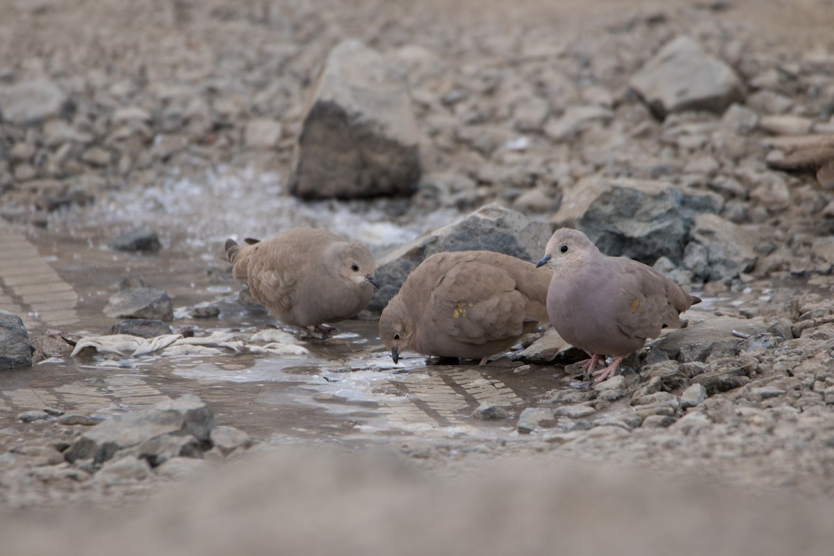 Golden-spotted Ground Dove - Martín  Perez