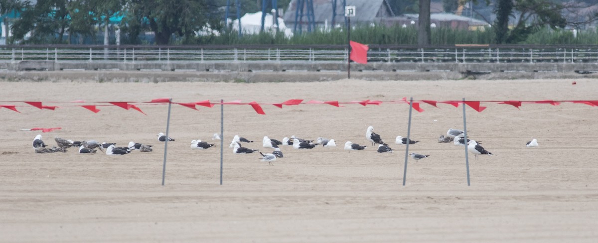 Great Black-backed Gull - ML358980781