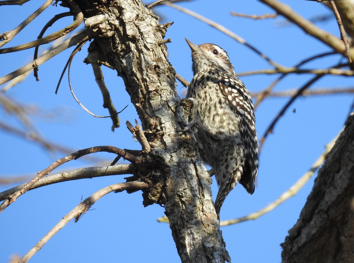 Checkered Woodpecker - Maximiliano Sager