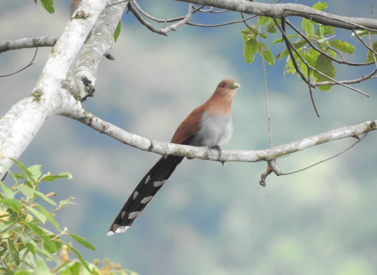 Squirrel Cuckoo - ML358981391