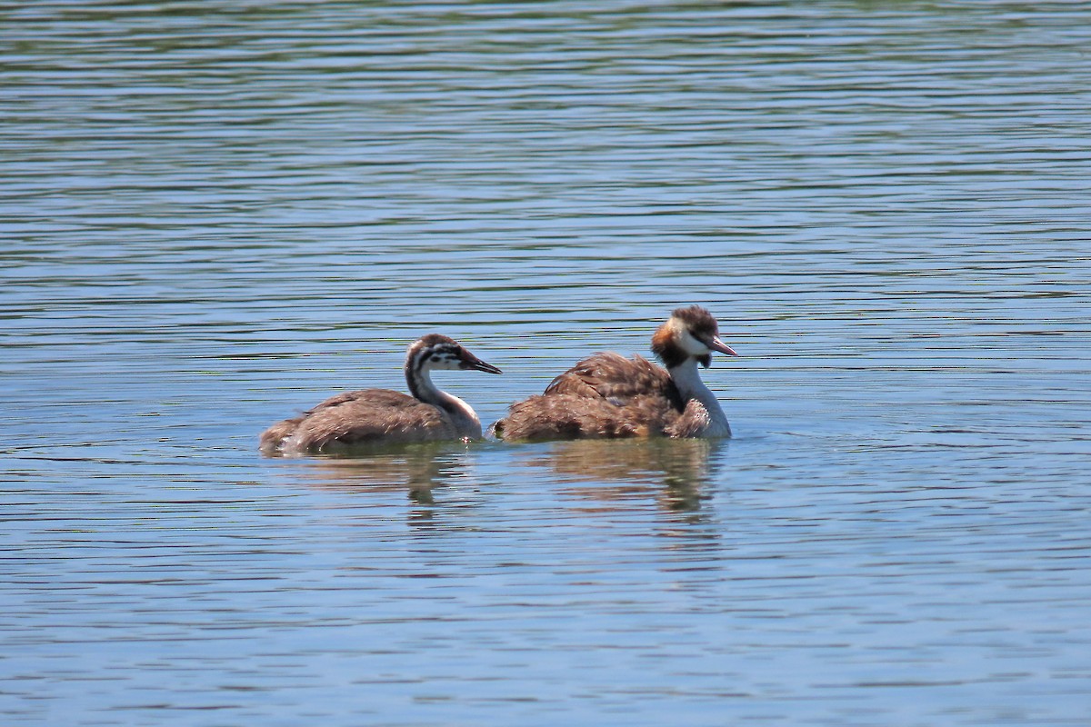 Great Crested Grebe - ML358981591