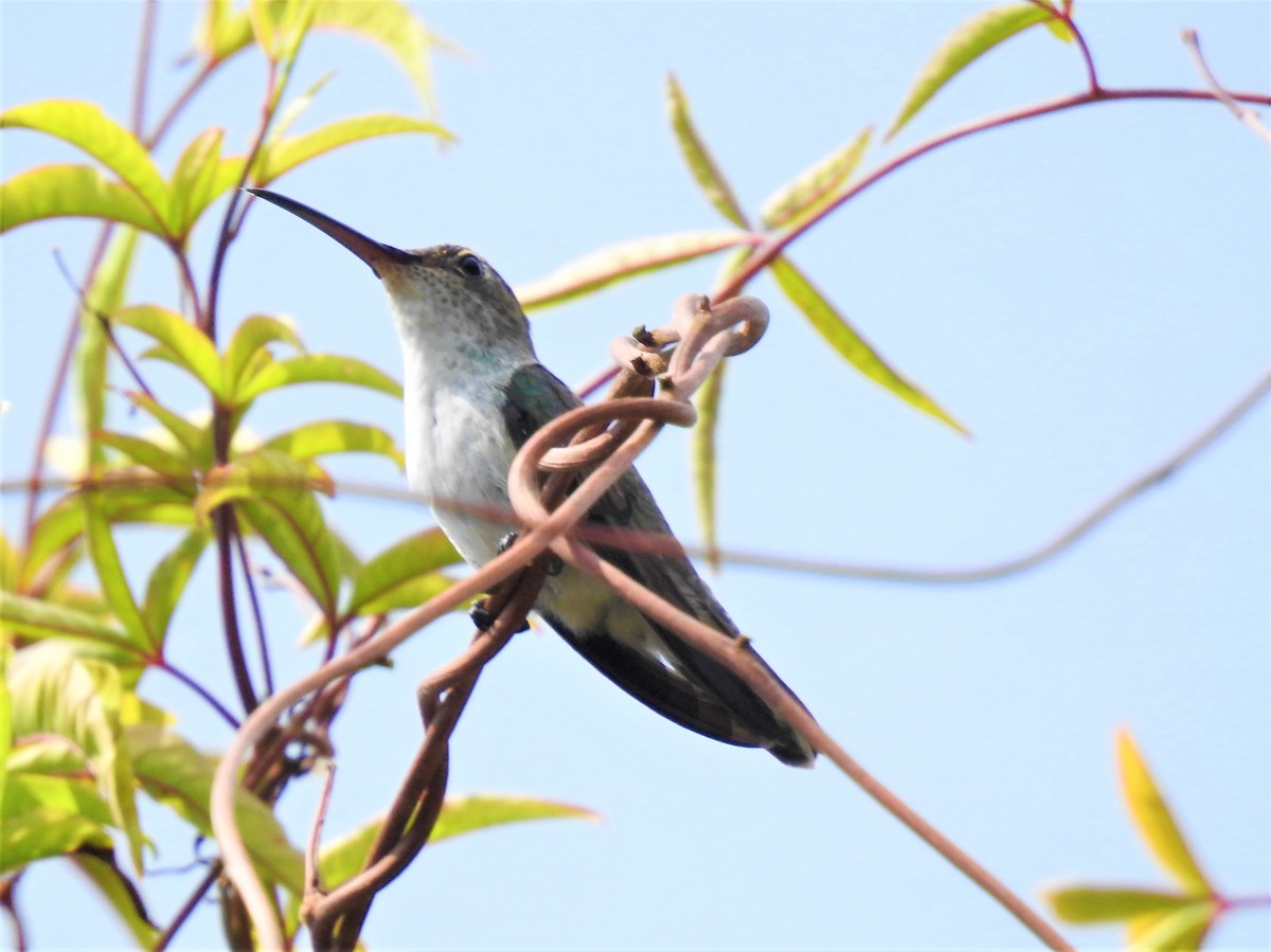 Gray-breasted Sabrewing - ML358981601