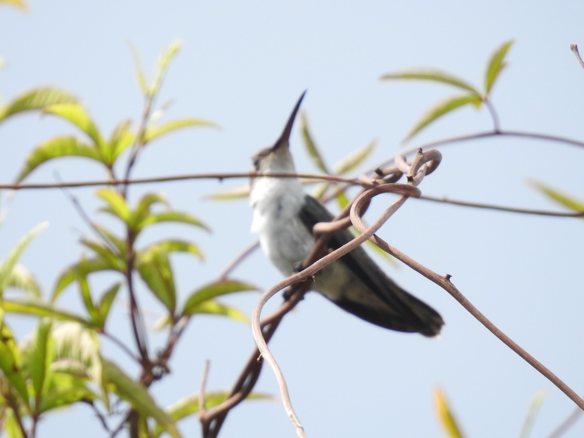 Gray-breasted Sabrewing - Sofia Lottersberger Marín