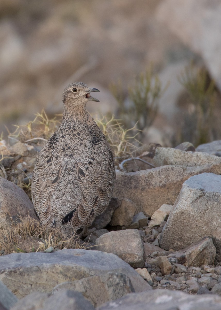 rustrypesnipe - ML358981881