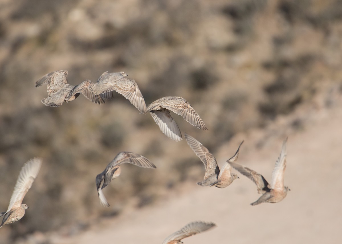 rustrypesnipe - ML358981981