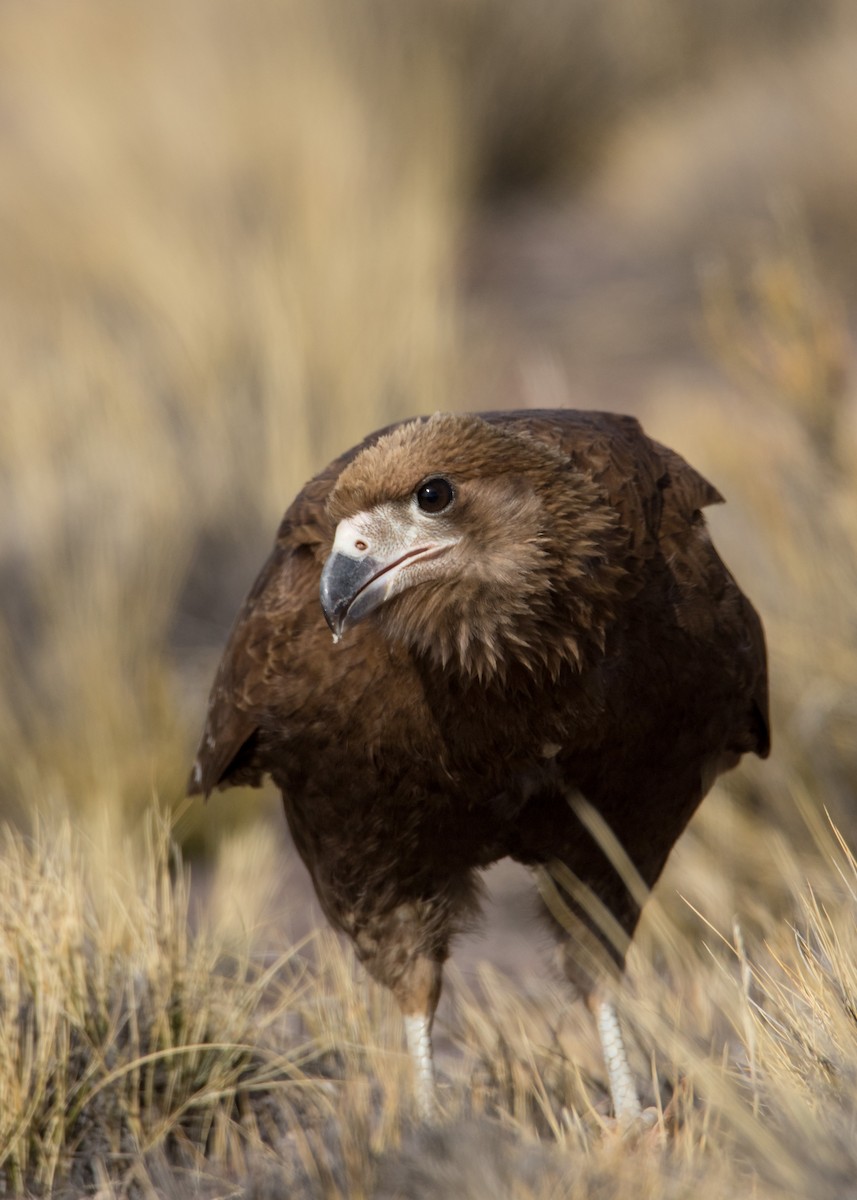 Mountain Caracara - ML358982101