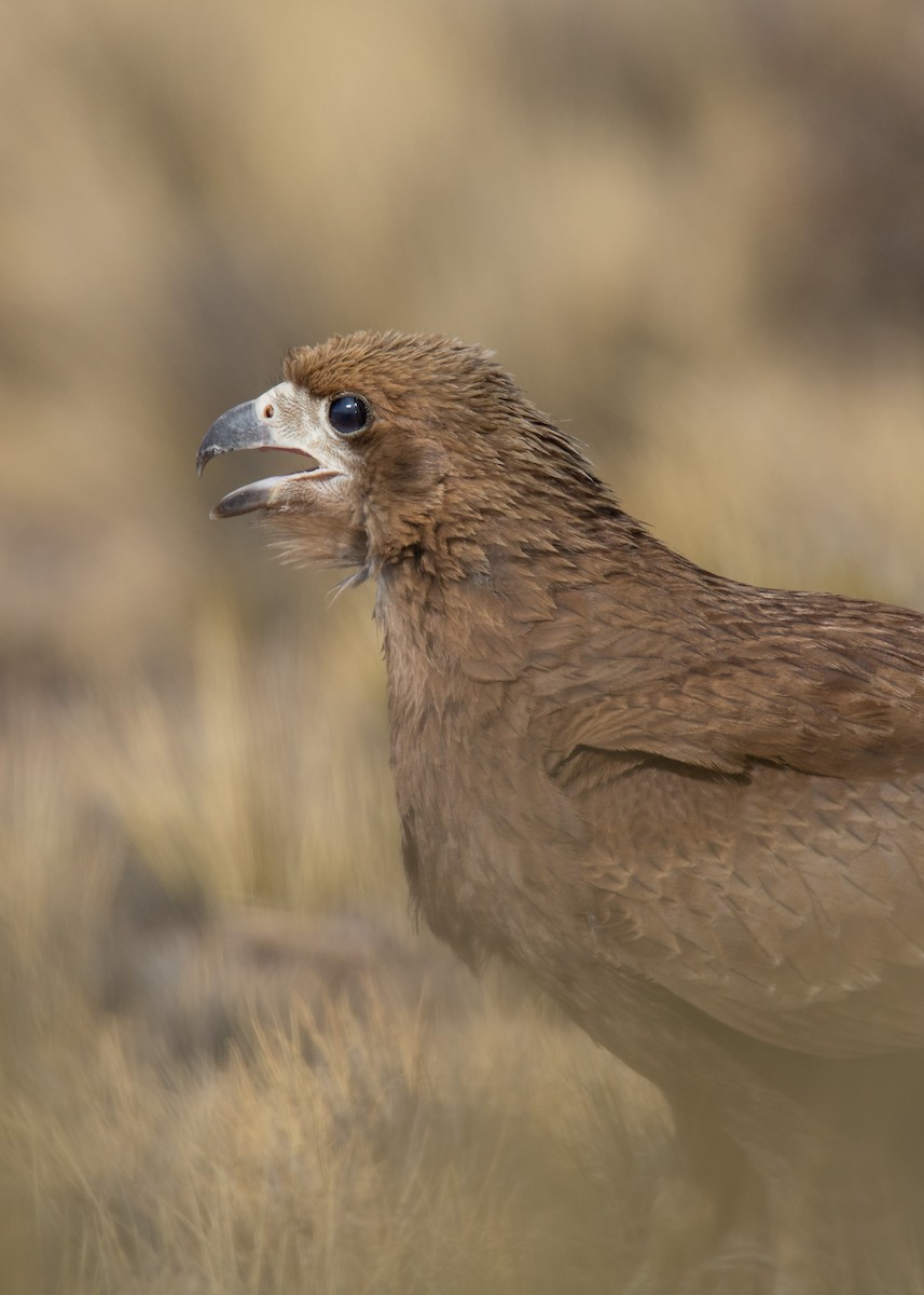 Mountain Caracara - ML358982161