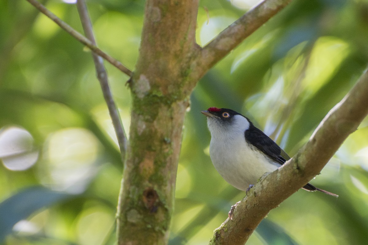 Pin-tailed Manakin - ML358982211