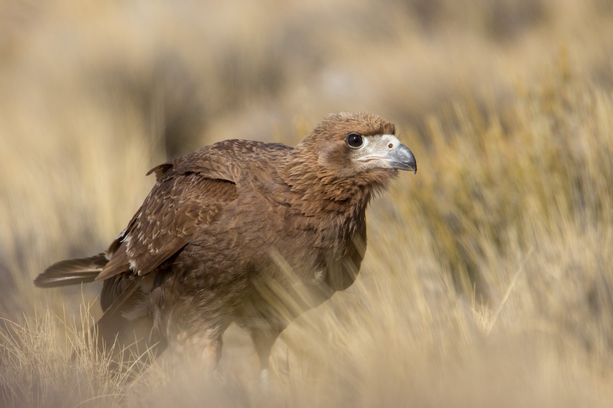 Caracara montagnard - ML358982281