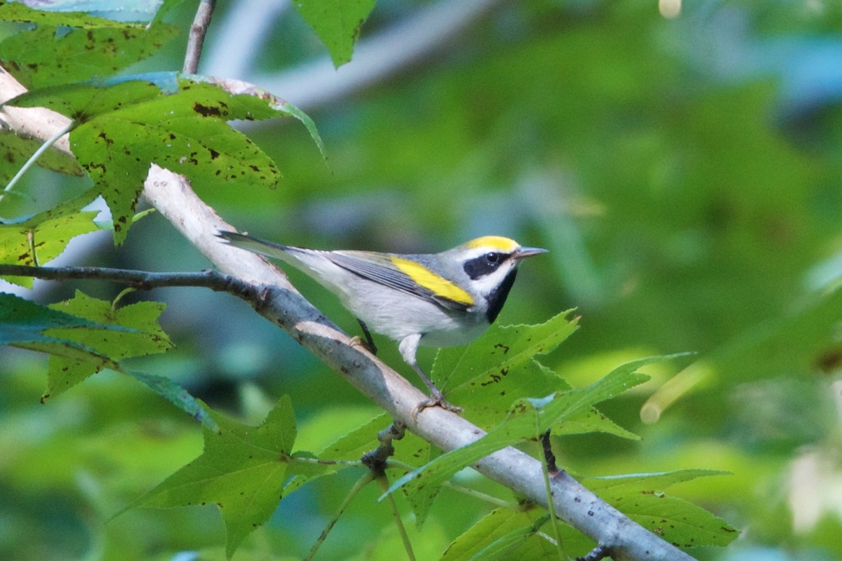 Golden-winged Warbler - ML35898561