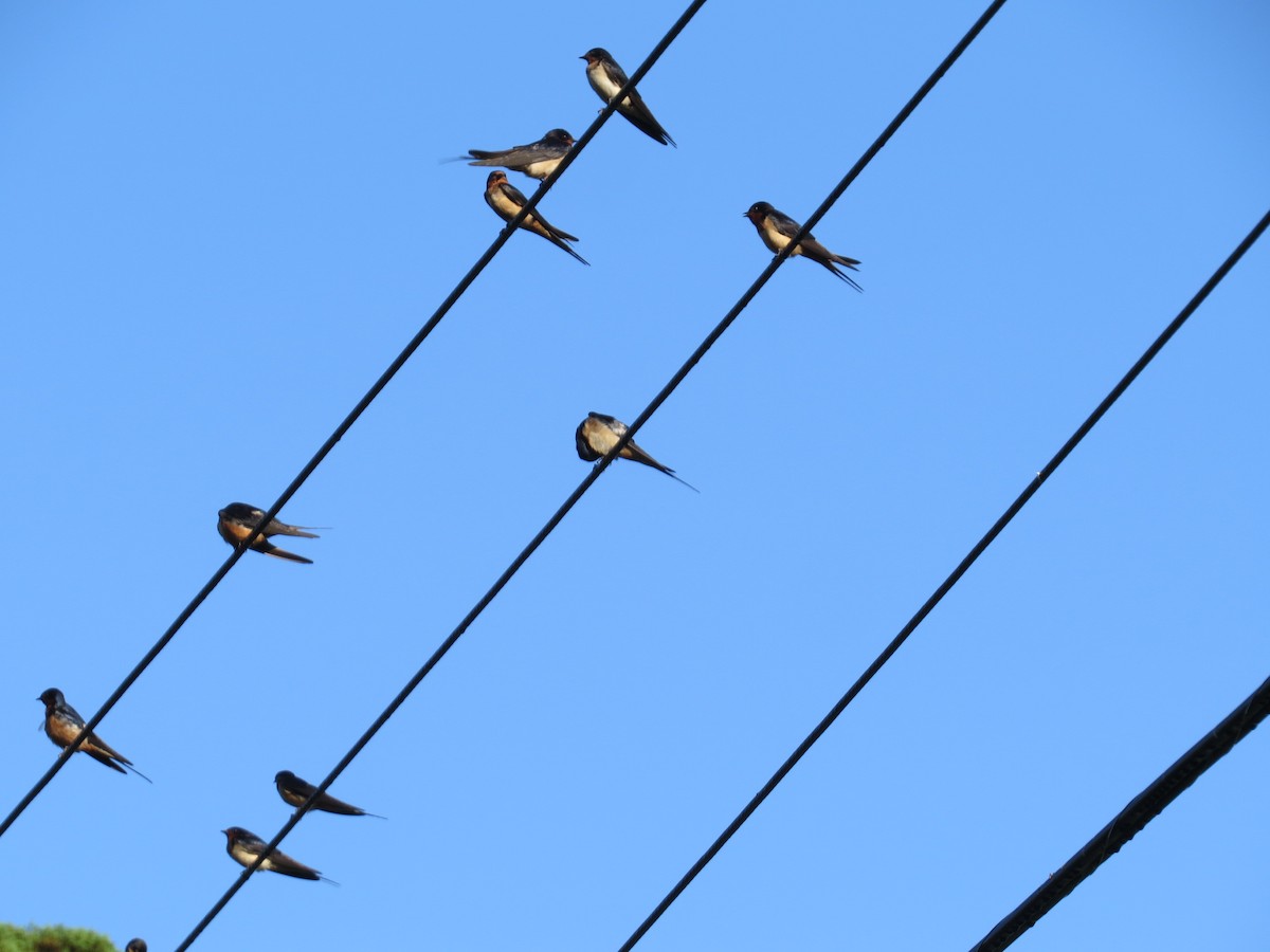 Barn Swallow - ML358985641