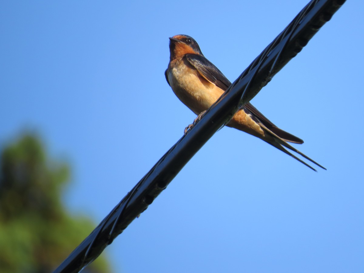 Barn Swallow - ML358985651