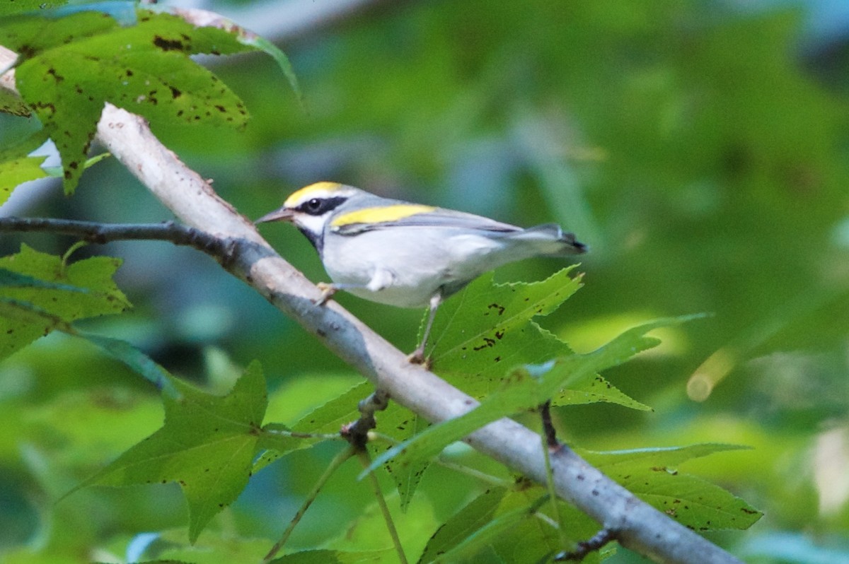 Golden-winged Warbler - ML35898571