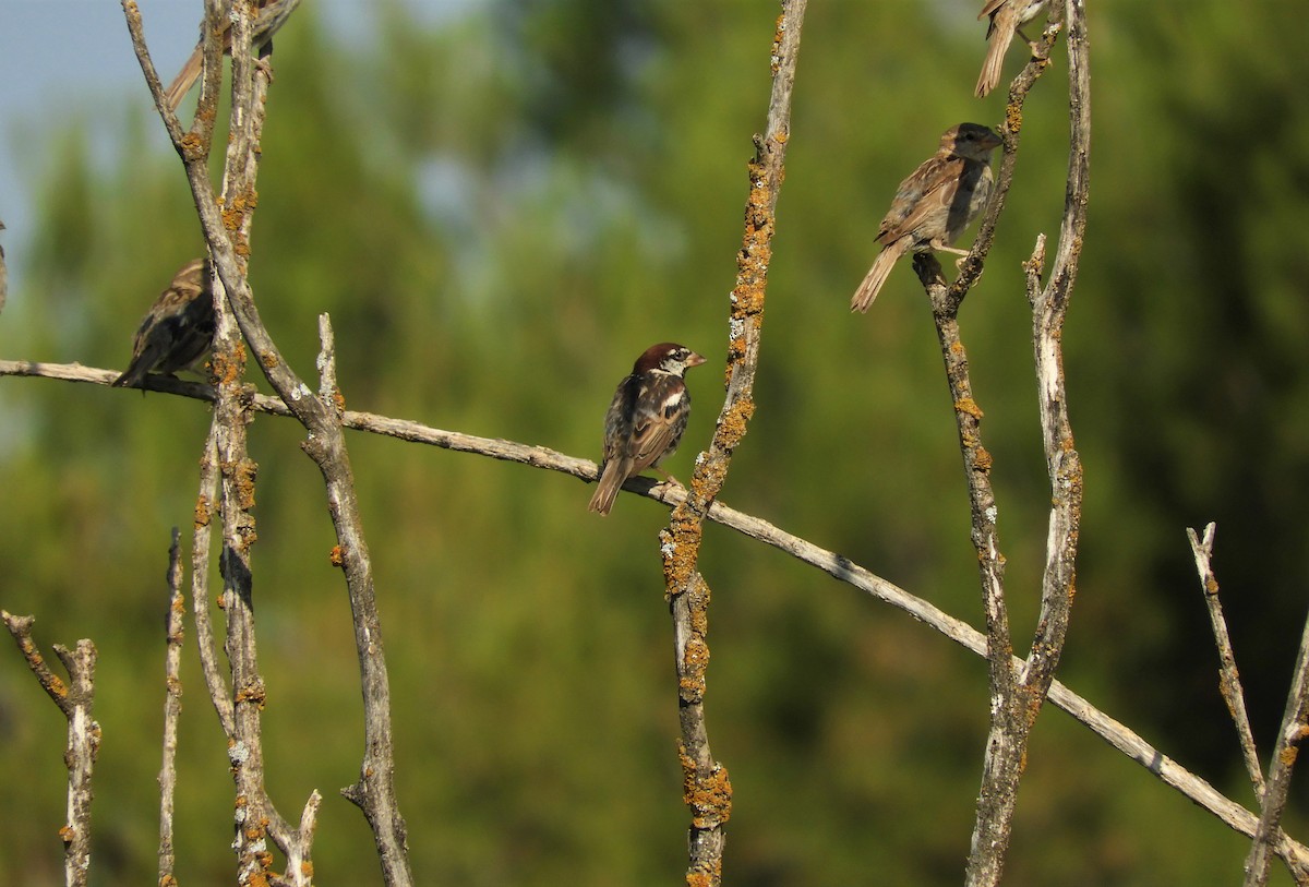 Spanish Sparrow - ML358985811