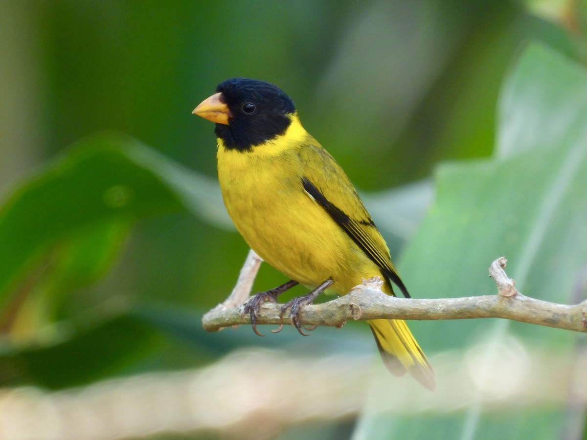 Antillean Siskin - ML358986401