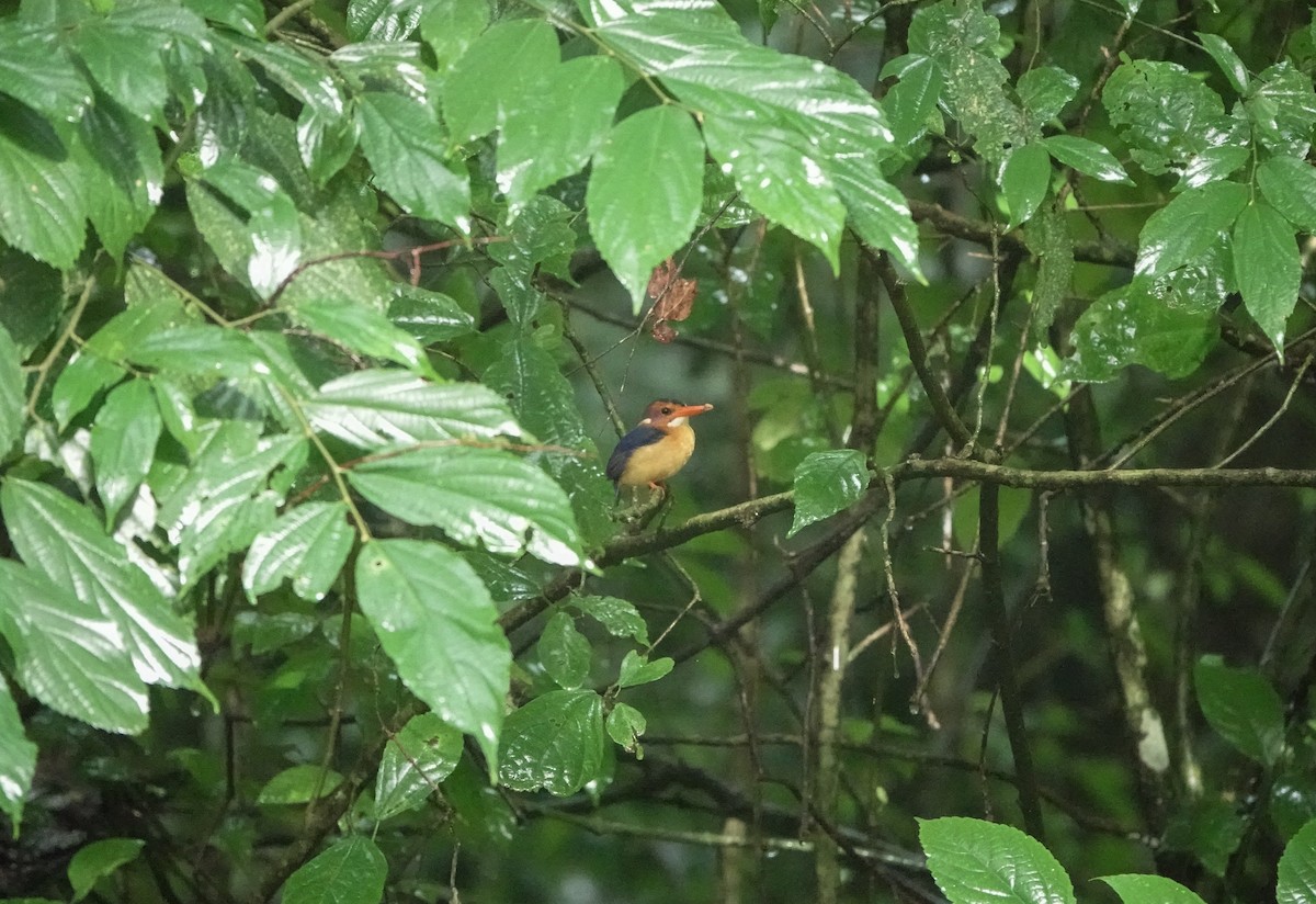 African Pygmy Kingfisher - ML358987231
