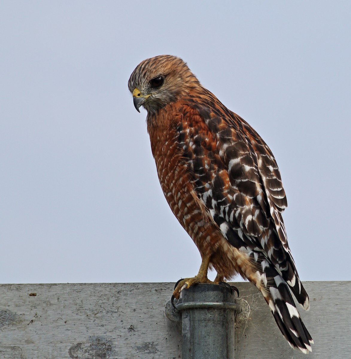 Red-shouldered Hawk (elegans) - Paul Fenwick