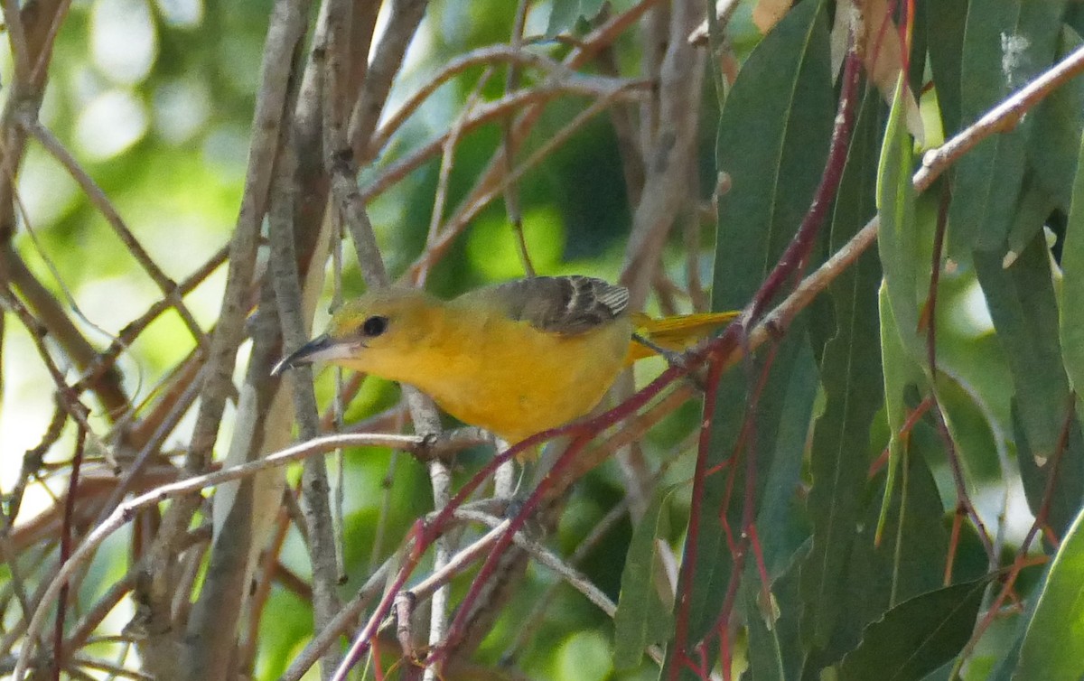 Hooded Oriole - ML358993581