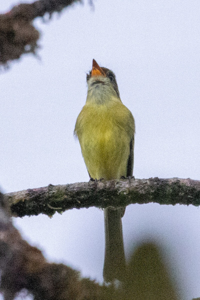 Orange-banded Flycatcher - Steve McInnis