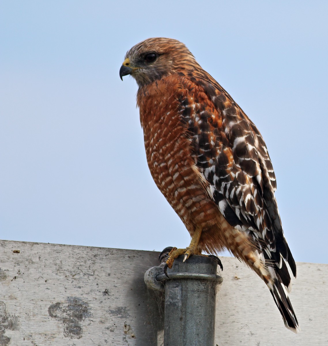 Red-shouldered Hawk (elegans) - ML35899371