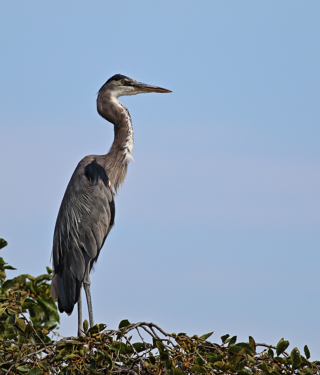 Great Blue Heron (Great Blue) - ML35899411