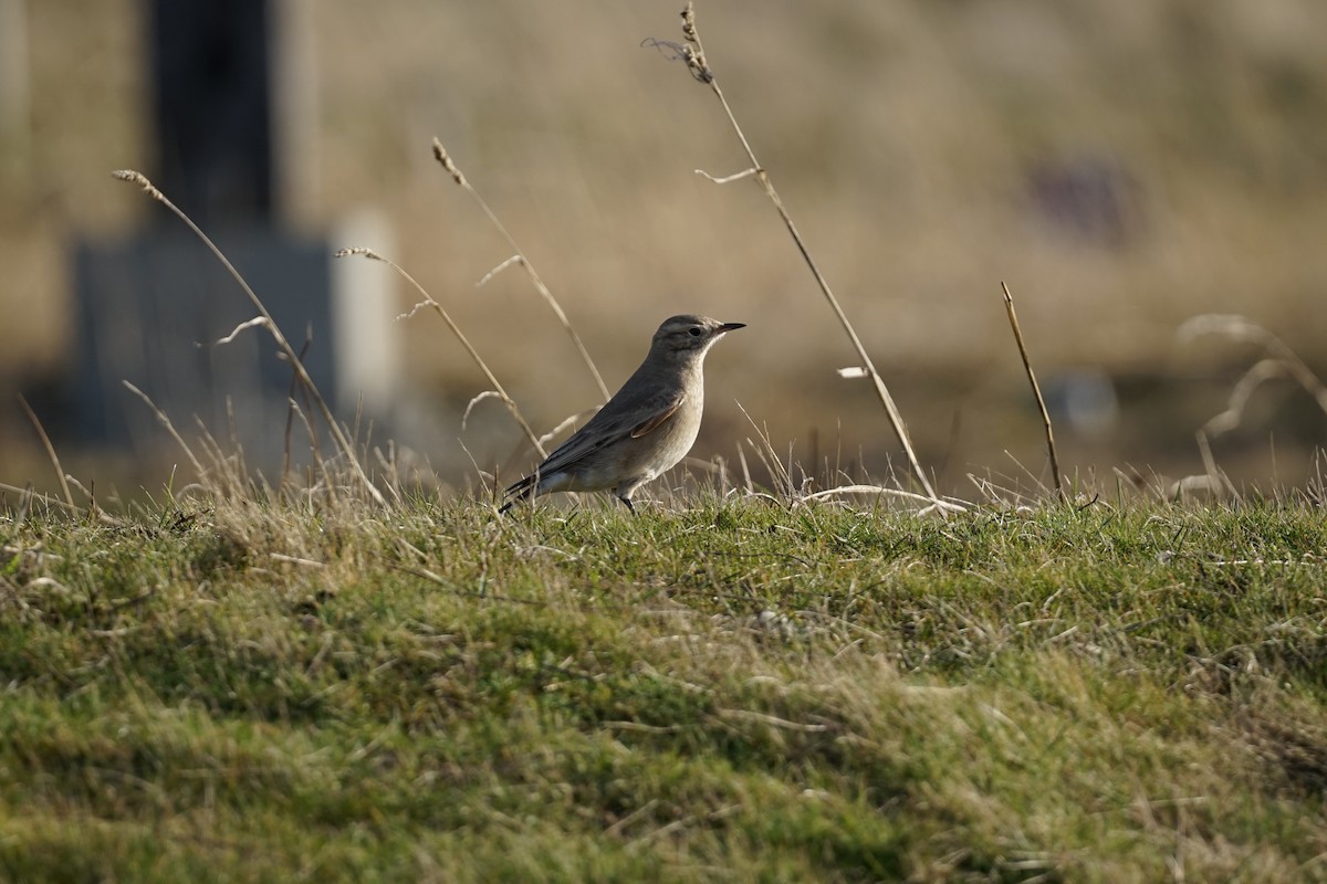 Short-billed Miner - Cristofer De la Rivera Morales