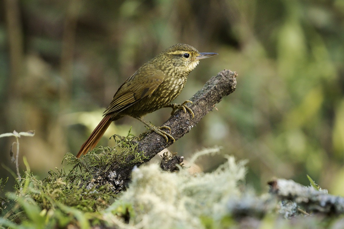 Buff-browed Foliage-gleaner - ML358995471