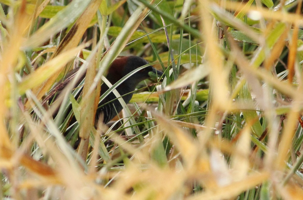 Gray-breasted Crake - ML358995811