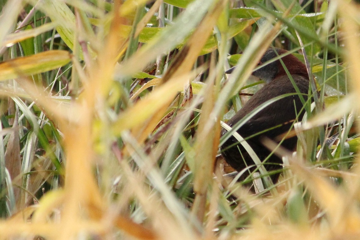 Gray-breasted Crake - ML358996011