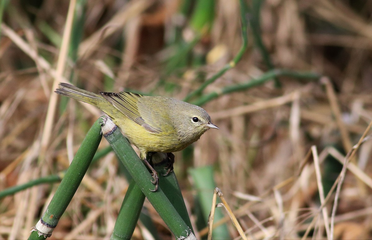 Orange-crowned Warbler (Gray-headed) - ML35899611