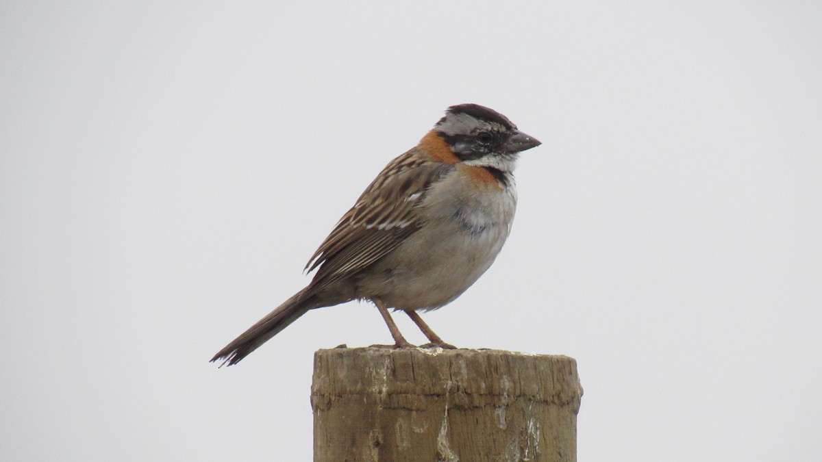 Rufous-collared Sparrow - ML358996561