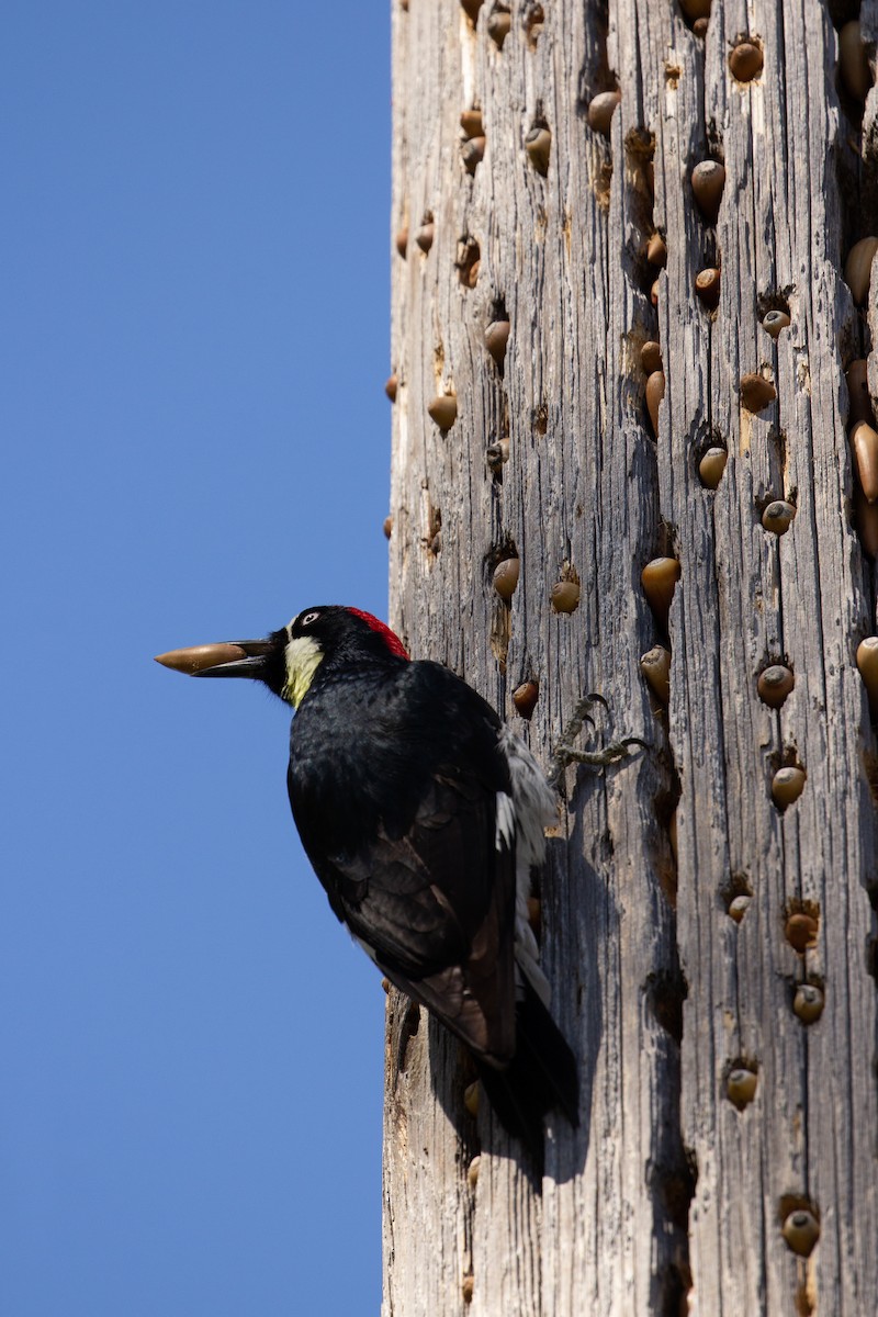 Acorn Woodpecker - Sava Iliev