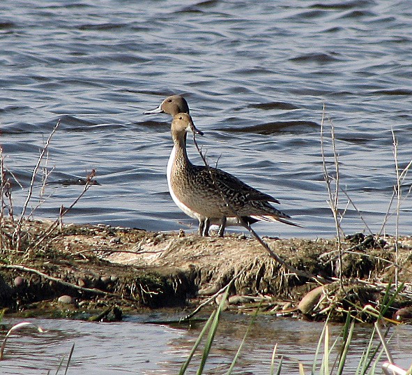 Northern Pintail - ML35899711