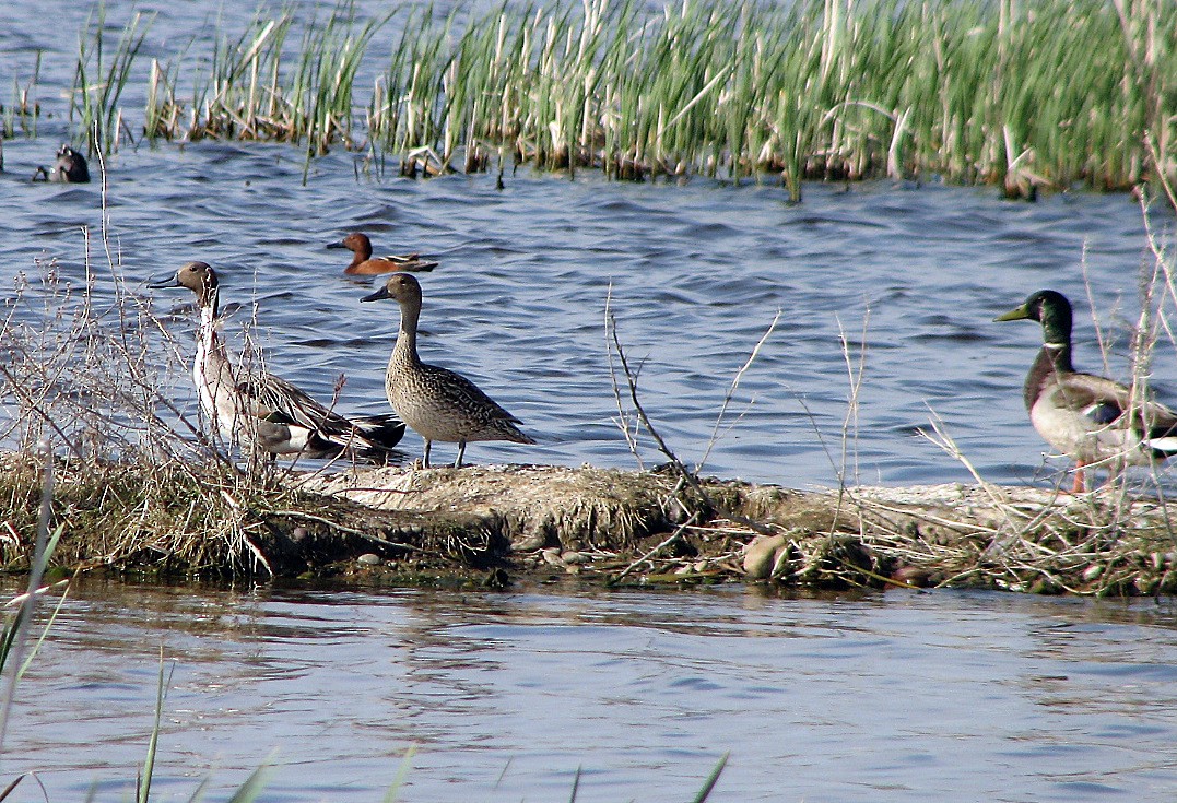 Northern Pintail - ML35899731