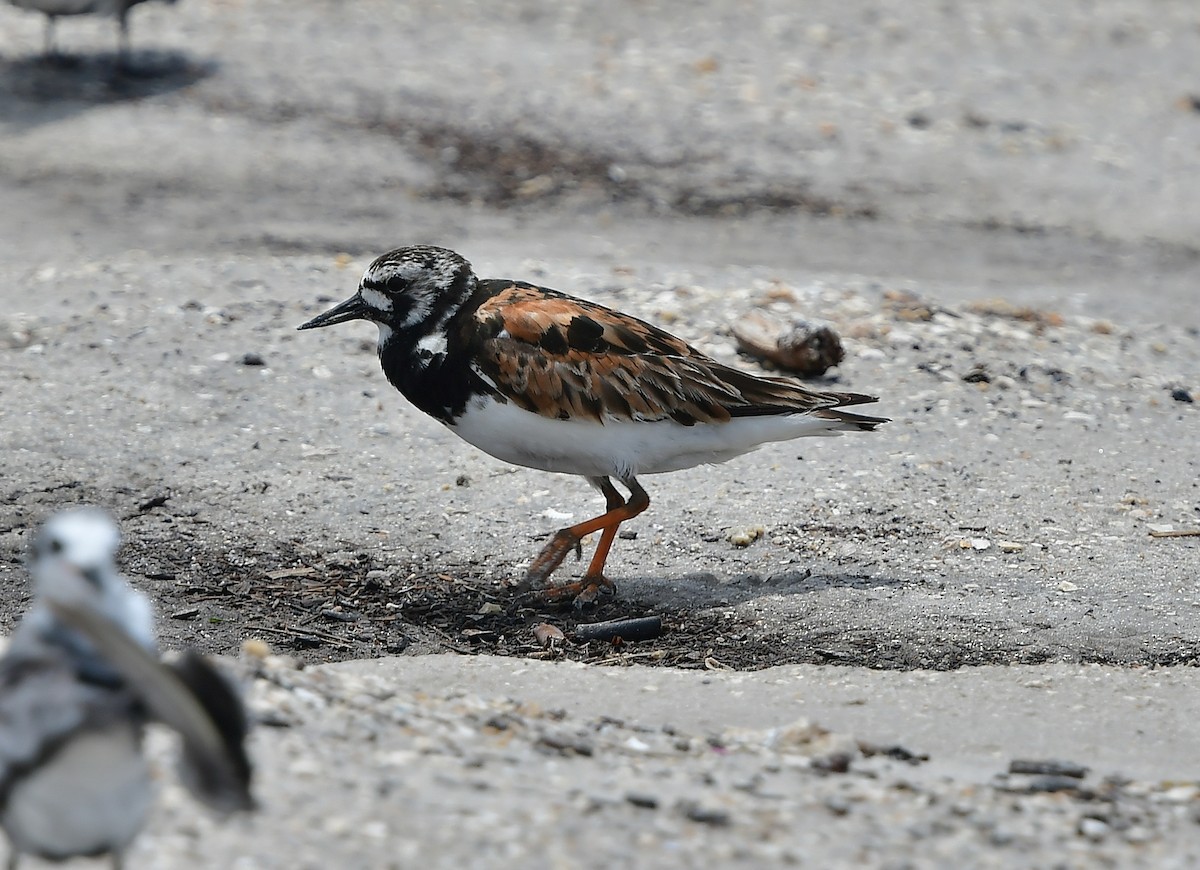 Ruddy Turnstone - ML358997671