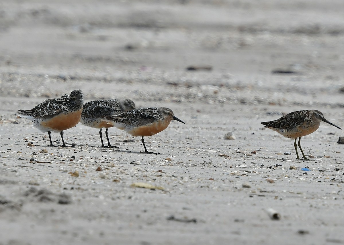 Red Knot - ML358997701