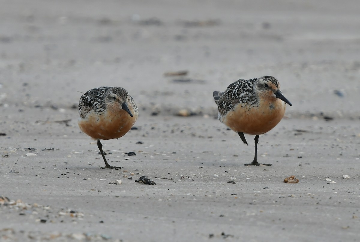 Red Knot - ML358997711