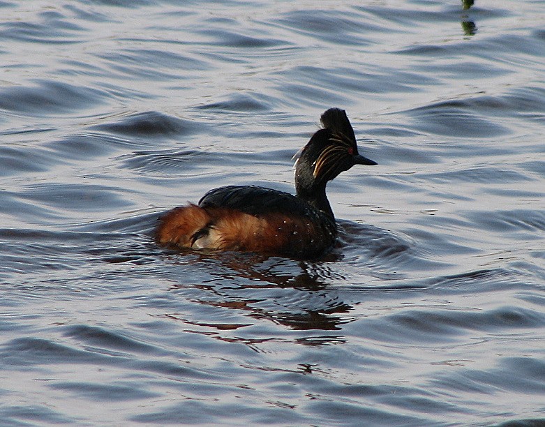 Eared Grebe - ML35899811