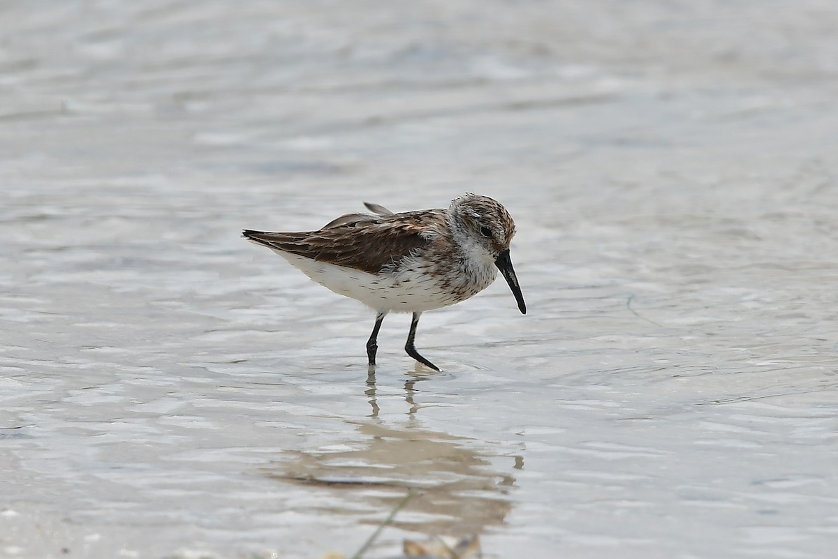 Western Sandpiper - ML358998161