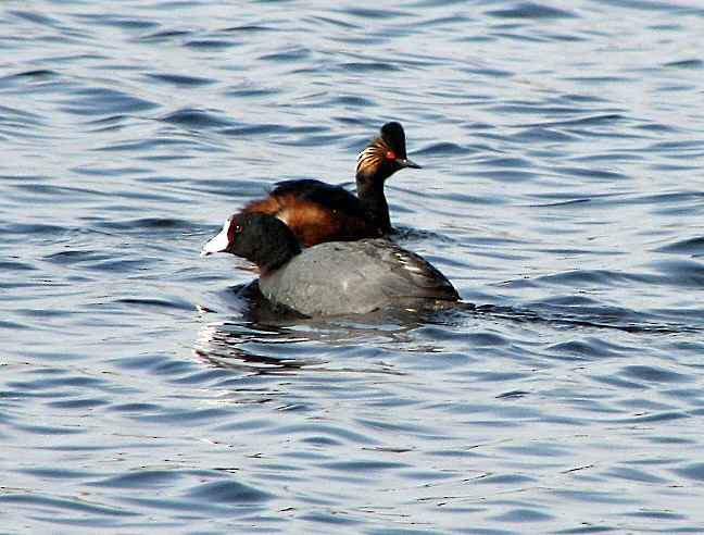 Eared Grebe - ML35899821