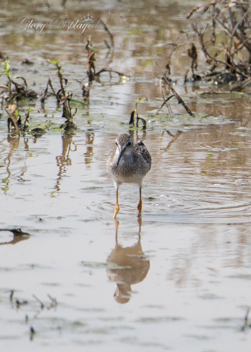 Lesser Yellowlegs - Rachel Justice