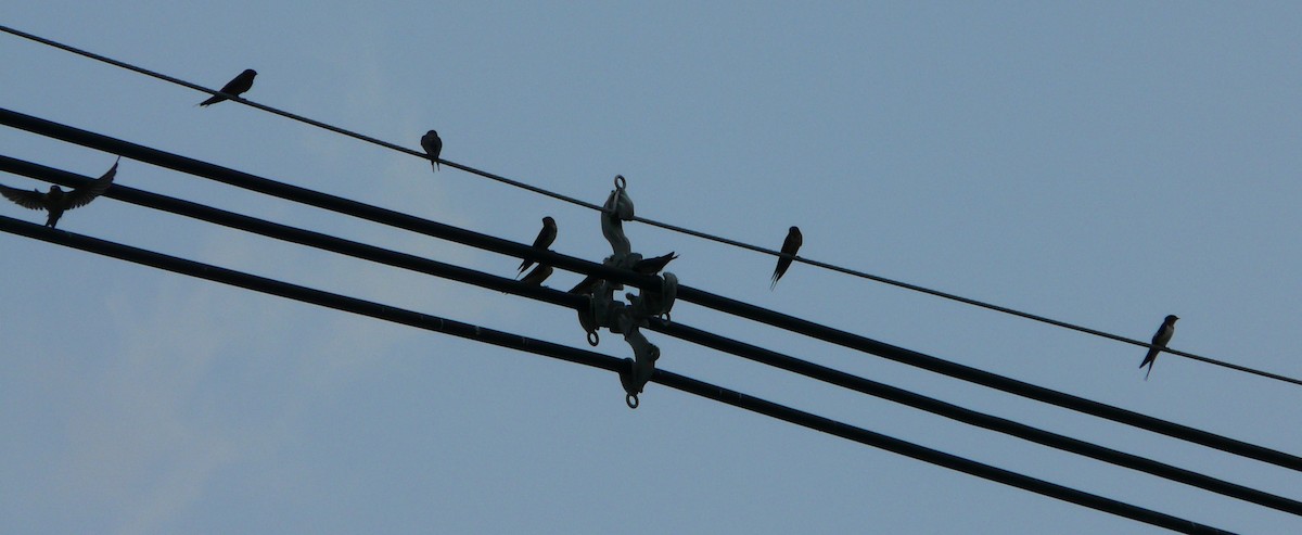 Barn Swallow (American) - ML359000911
